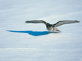 snow owl, animal, bird, owl, snow HD wallpaper