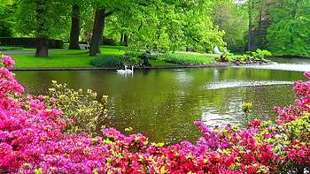 Beautiful Park Landscape, flowers, roses, pond, swans, blossoms, trees HD wallpaper