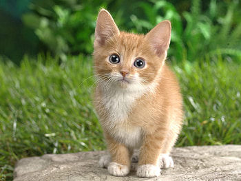 Animals, Grass, Sit, Kitty, Kitten, Watch, To Watch, Curiosity HD wallpaper