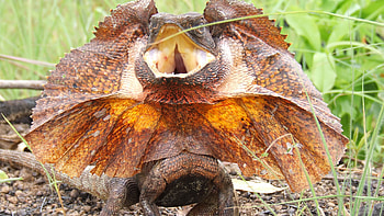 Lizards in , Breathtaking visuals, Incredible reptilian diversity, s HD wallpaper
