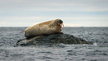 Walrus , Tusked pinniped, Arctic, Ocean HD wallpaper