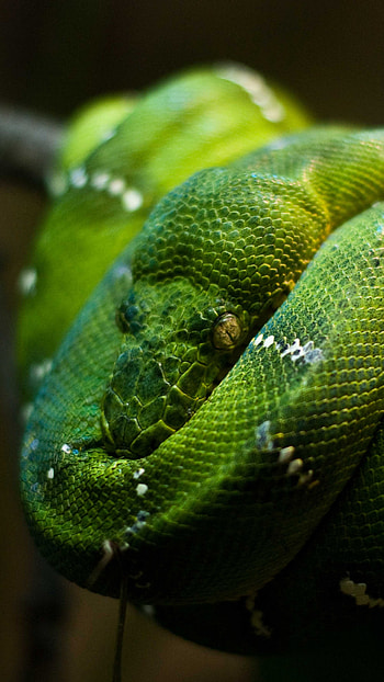 Singapore zoo, Emerald green snake, Close-up shot, Animal eyes HD phone wallpaper