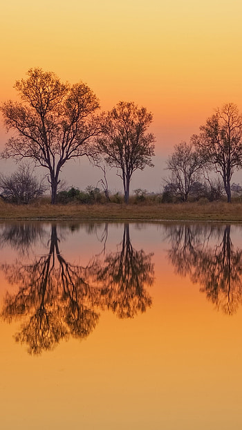 Dawn approaches Okavango Delta, Moremi Game Reserve, Windows spotlight, Botswana beauty HD phone wallpaper