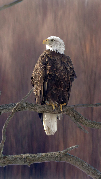 Bald eagle perched, Sony Xperia HD phone wallpaper