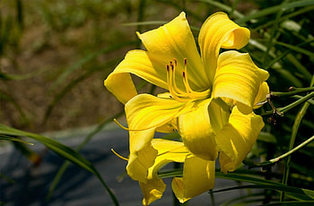 Flowers, Flower, Blur, Smooth, Close-Up, Lily, Stamens HD wallpaper