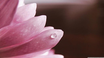 Pink flower, softness, graphy, , drops, spring, dewdrops, pink, abstract, petals, nature, flowers, pink petals, , dew, macro HD wallpaper