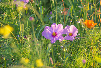 Pretty Spring Flowers, Nature, Meadow, Flower, Spring HD wallpaper
