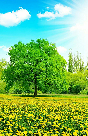 Beech Tree, Tree inspiration, Nature's marvel, Beautiful HD phone wallpaper