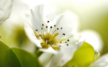 Flower, Plant, Macro, Bloom, Flowering HD wallpaper