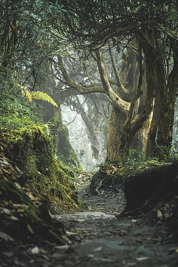 Nature, Trees, Forest, Path, Ditch HD phone wallpaper