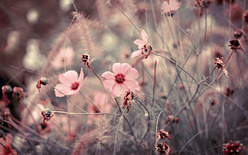 Plants, Flowers HD wallpaper