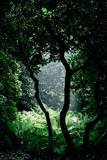 A vivid rainforest scene with rain falling on lush greenery, creating a tranquil atmosphere. HD phone wallpaper