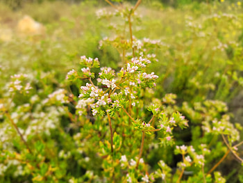 Floral Closeup - White Flowers, green, white, plant, close-up, flower, graphy, nature HD wallpaper