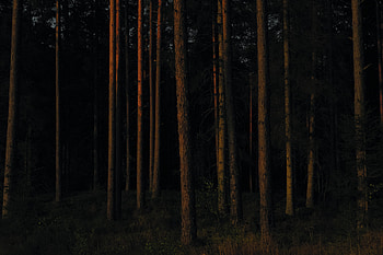 Nature, Trees, Pine, Dark, Forest HD wallpaper