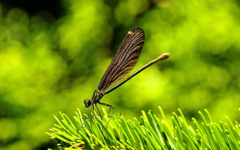 Dragonfly, animal, macro, insect HD wallpaper
