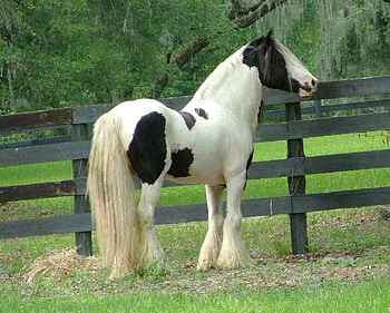 Horse, animal, stallion, cavalo, powerful HD wallpaper