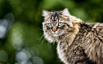 Animals, Cats HD wallpaper