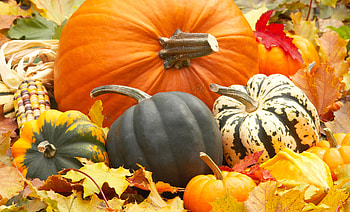Filename: autumn_harvest_squash_fall_pumpkins_still_--1576273.jpg HD wallpaper