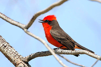 Singing Bird, singing, beautiful, bird HD wallpaper