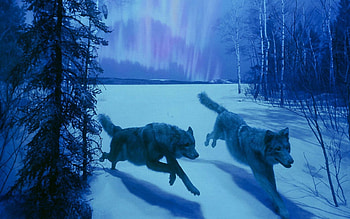 The hunt, night, blue, winter, animal, art, wolf, aurora, fantasy, snow, couple, luminos HD wallpaper