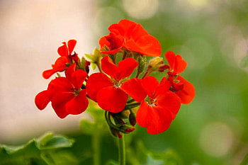 Red Flowers, beautiful, flowers, , red HD wallpaper