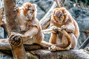 Animals, Monkeys, Couple, Pair, Care HD wallpaper