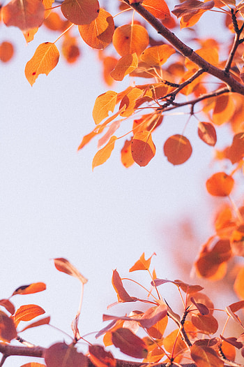 Autumn, Leaves, Macro, Branch, Dry HD phone wallpaper