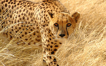 Cheetah, animal, grass, nature HD wallpaper