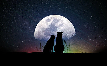 Animals, Art, Moon, Silhouettes, Starry Sky HD wallpaper
