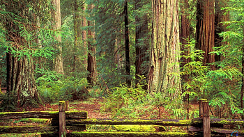 Redwoods in sunlight, Forest cathedral, Nature's skyscrapers, Peaceful retreat HD wallpaper