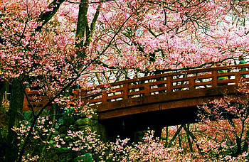 Spring Blossoms, bridge, trees, cherry, park HD wallpaper