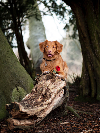 Animals, Flower, Dog, Brown, Pet, Golden Retriever HD phone wallpaper
