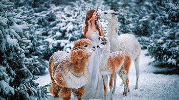 Girl Model Is Standing Near Redhead Alpaca Llama Wearing White Dress In Frost Forest Background Girls HD wallpaper
