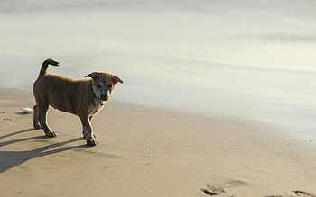 Animals, Sand, Shine, Light, Puppy, Traces HD wallpaper