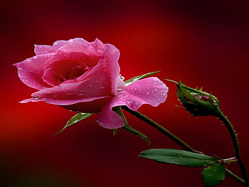 bud, rose, dewy, pink HD wallpaper