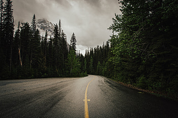 Nature, Trees, Road, Asphalt HD wallpaper