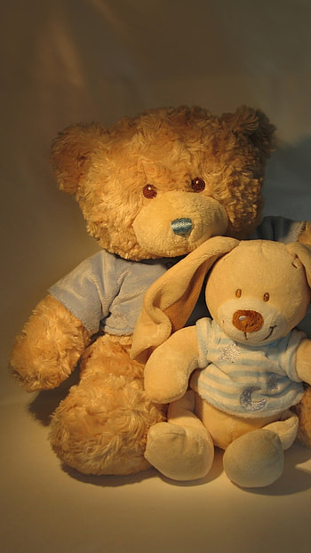 Teddy Bear Live, Adorable, Toy HD phone wallpaper