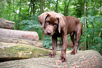 Animals, Dog, Muzzle, Puppy, Ears, Log HD wallpaper