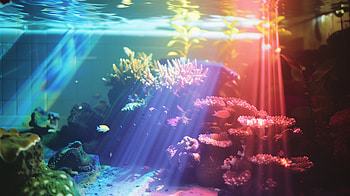 Rainbow Reef Underwater, reef, underwater, rainbow, coral HD wallpaper