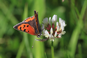 small cooper butterfly, butterfly, flower, red, beautiful, small HD wallpaper