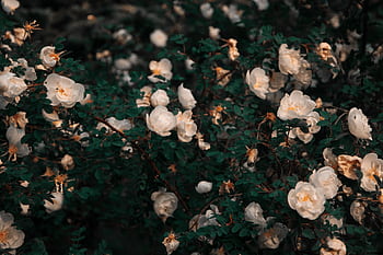 White flowers blooming amid lush green leaves, offering a serene outdoor floral scene. HD wallpaper