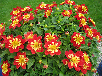 Autumn Flowers, garden, colors, grass, Dahlia, orange, lawn, green, yellow, autumn, flowers HD wallpaper