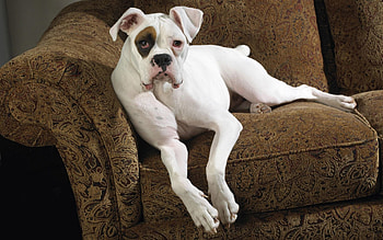 Animals, To Lie Down, Lie, Dog, Spotty, Spotted, Color, Sofa HD wallpaper