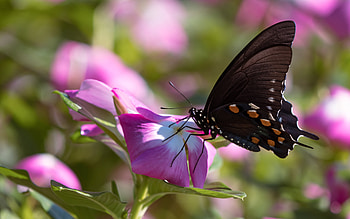 Butterfly, animal, black, insect HD wallpaper