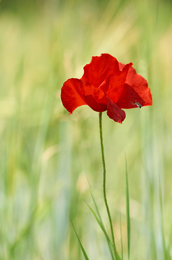 Flowers, Flower, Wild, Poppy HD phone wallpaper