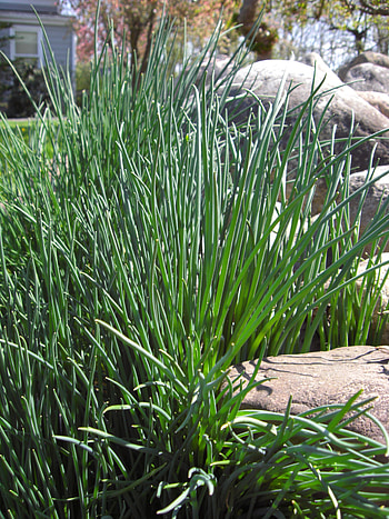 April 2008, Culinary herb, Food, Growing chives HD phone wallpaper