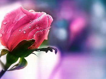 Pink Flower, pink, beautiful, , flower HD wallpaper