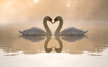 Swans, Love, Lake, Heart HD wallpaper