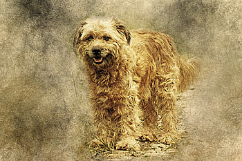 Animals, Art, Fluffy, Dog HD wallpaper