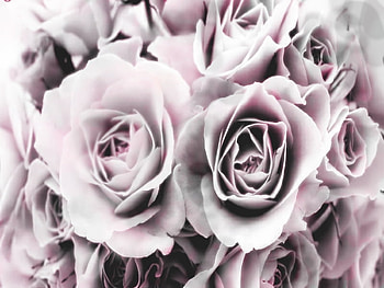 color, rose, pink, white, black, vintage HD wallpaper